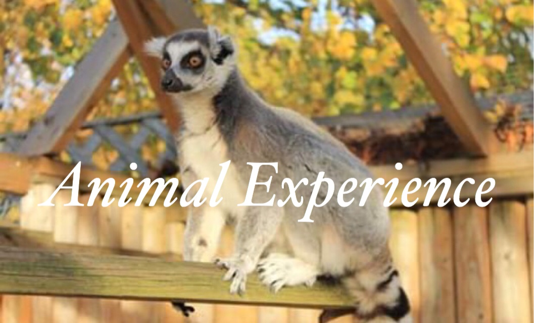 ALFIE Student:Animal Experience Course Diary